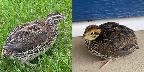 Adult and 2 week old brown quail