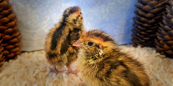 Recently hatched brown quail