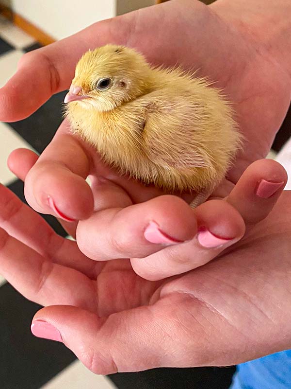 Quail hatching at Easter