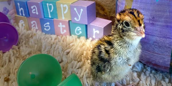 Quail chick at Easter