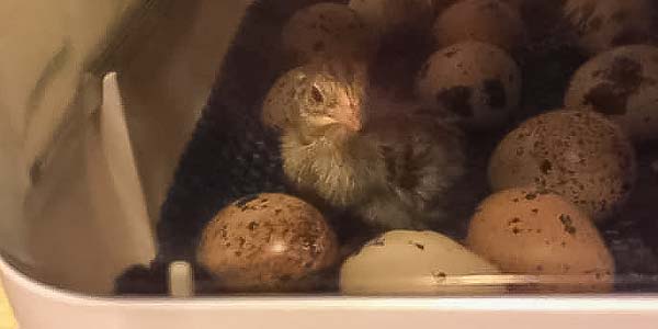 One hatched chick in the incubator with eggs