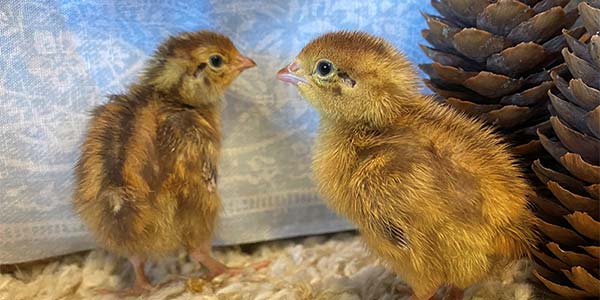 Recently hatched red quail chicks