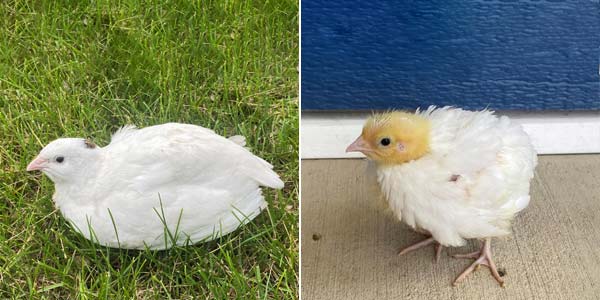 Adult and 2 week old white quail