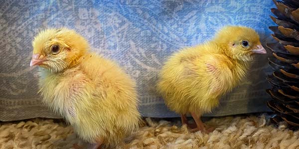 Recently hatched white quail chicks