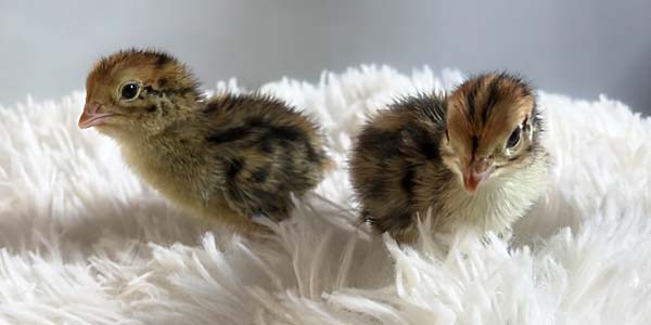 Newly hatched brown quail on a white rug in Plymouth MN