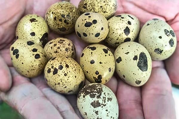 Hands holding 12 quail eggs