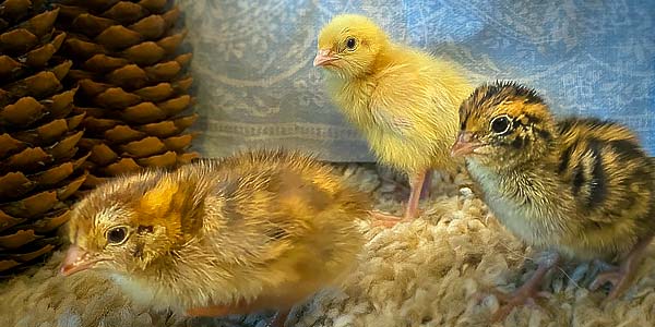 Hatched Quail near Buffalo MN